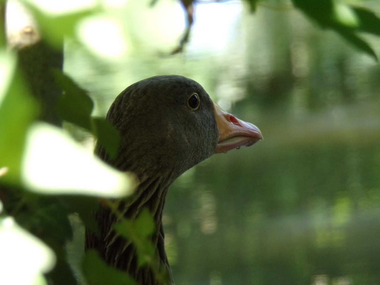 goose  wild  bird free photo