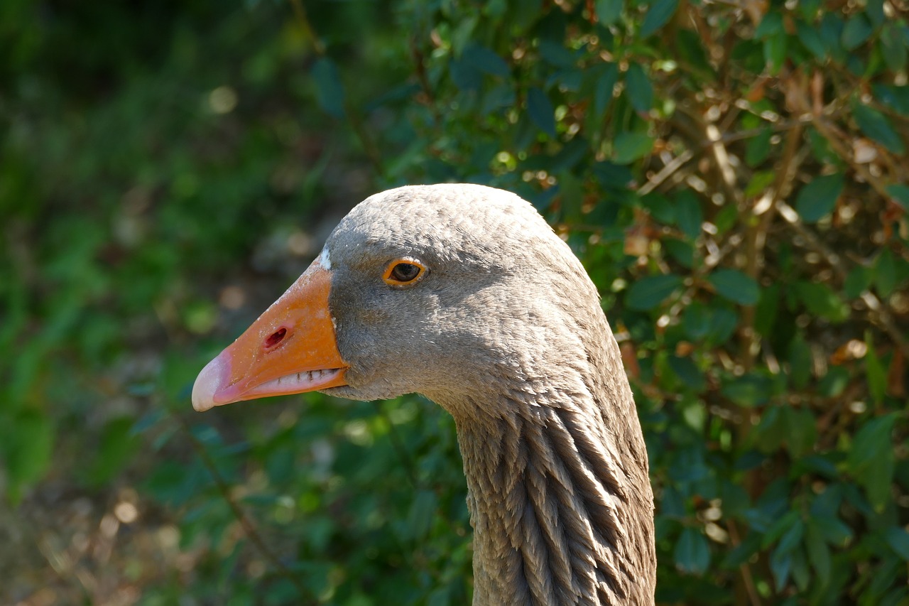 goose  animal world  nature free photo