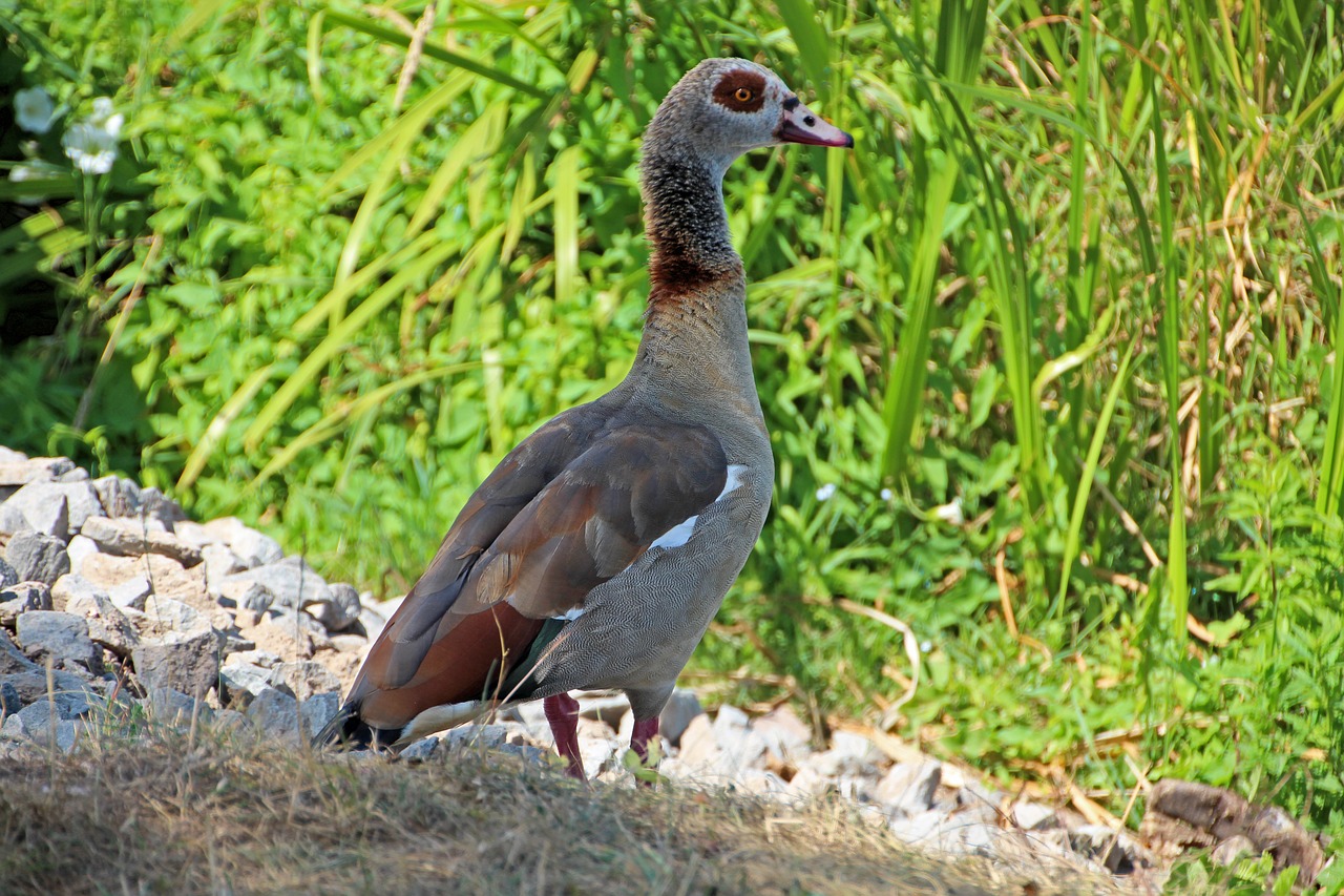 goose  plumage  goose beak free photo