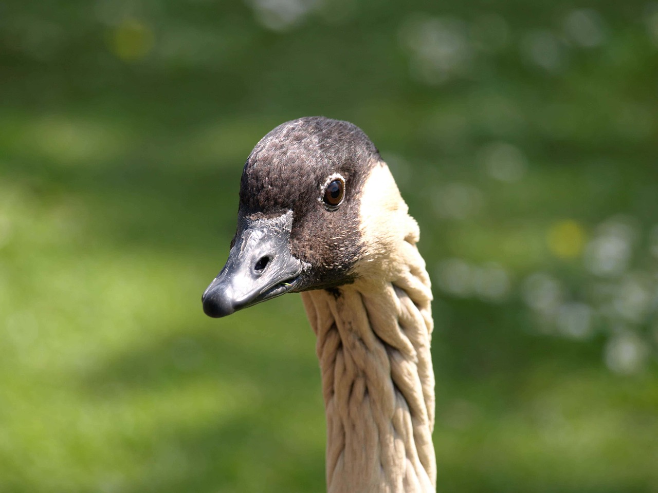 goose  wildlife  bird free photo