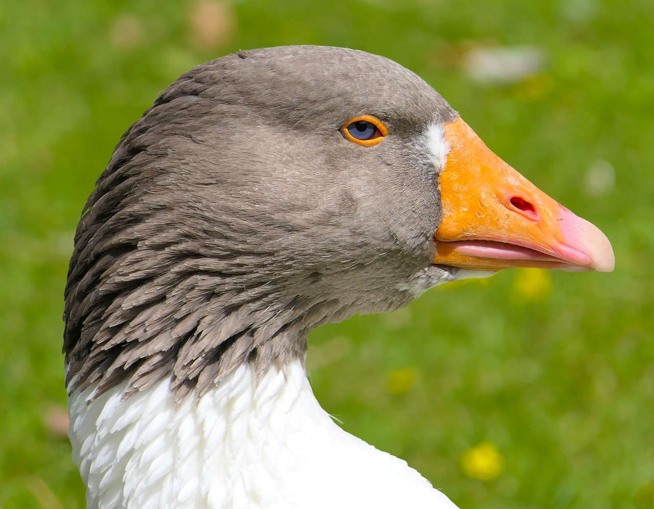 goose  head  bird free photo