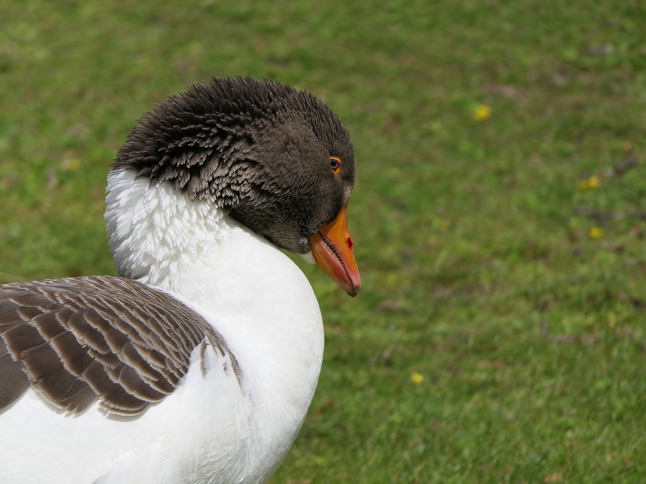 goose  head  bird free photo