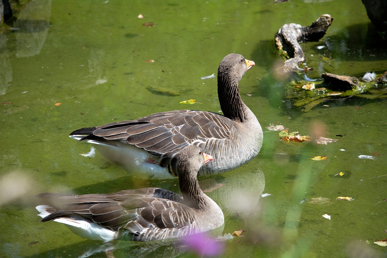 goose  bird  animal free photo