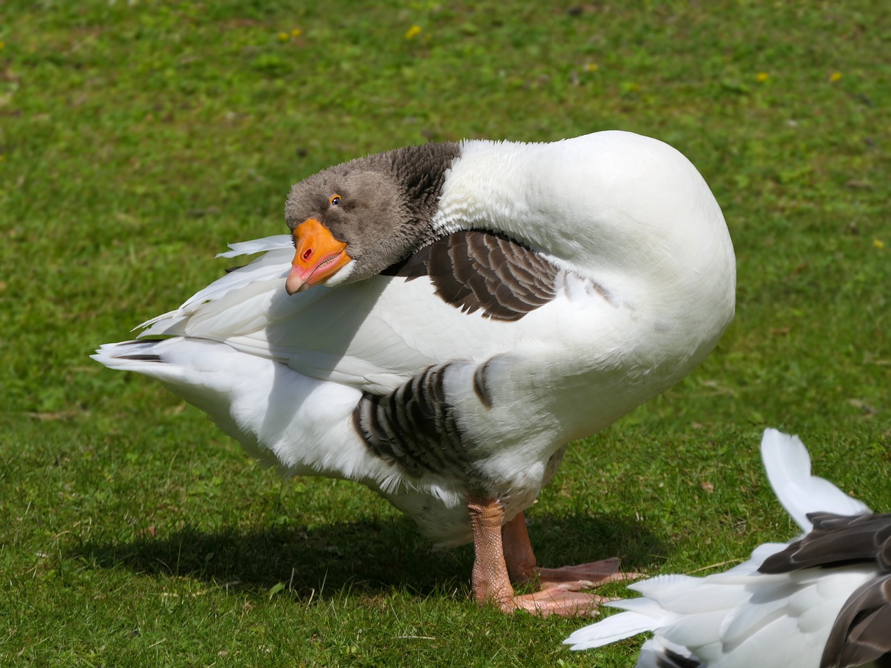 goose  look  neck free photo