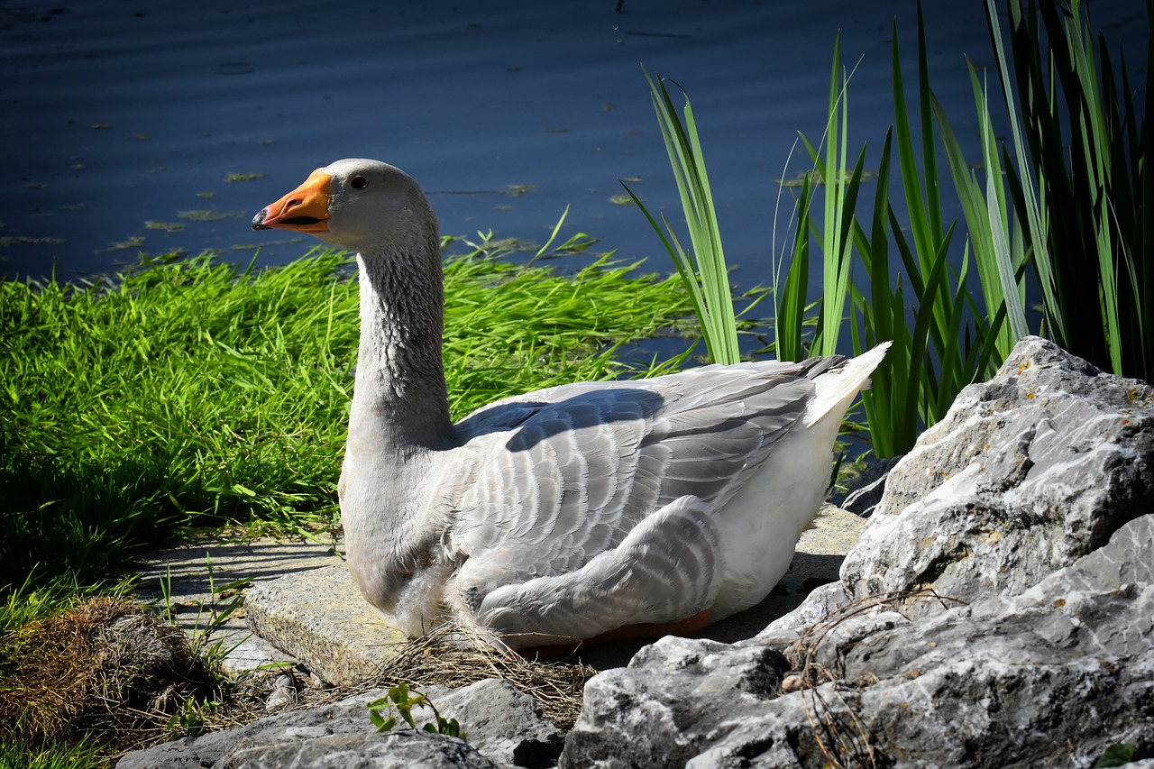 goose  water bird  pond free photo