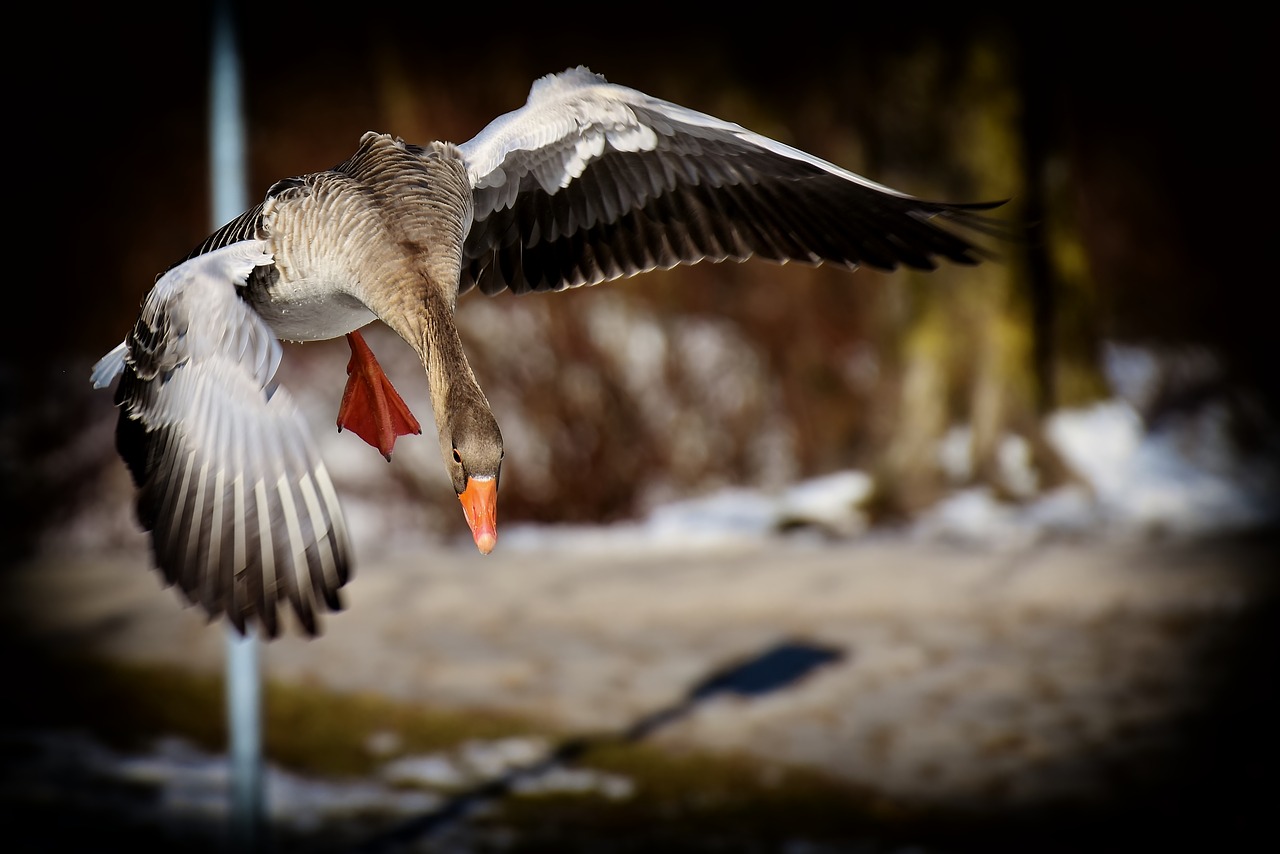 goose  flying  greylag goose free photo