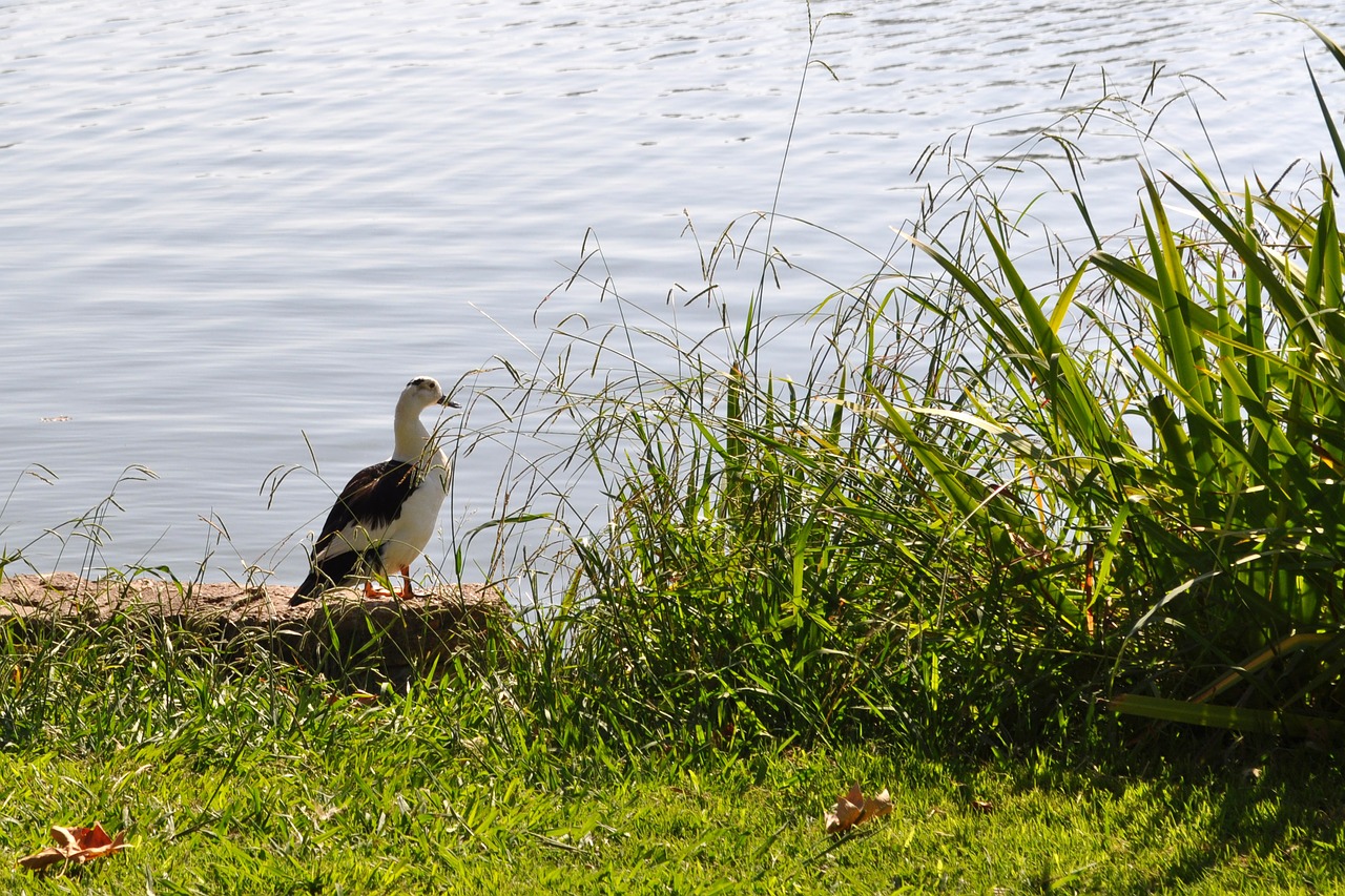 goose  nature  lake free photo