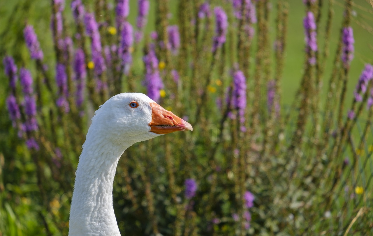 goose  bird  poultry free photo