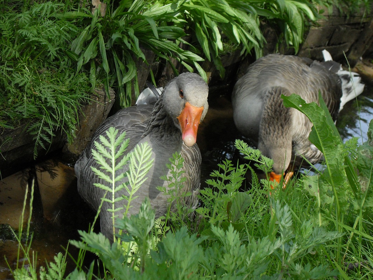 goose  geese  bird free photo