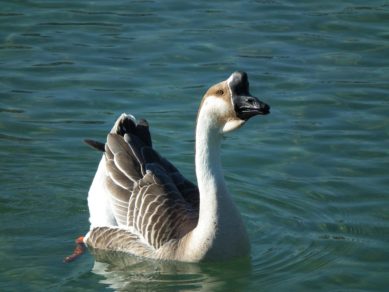 goose  höcker goose  poultry free photo