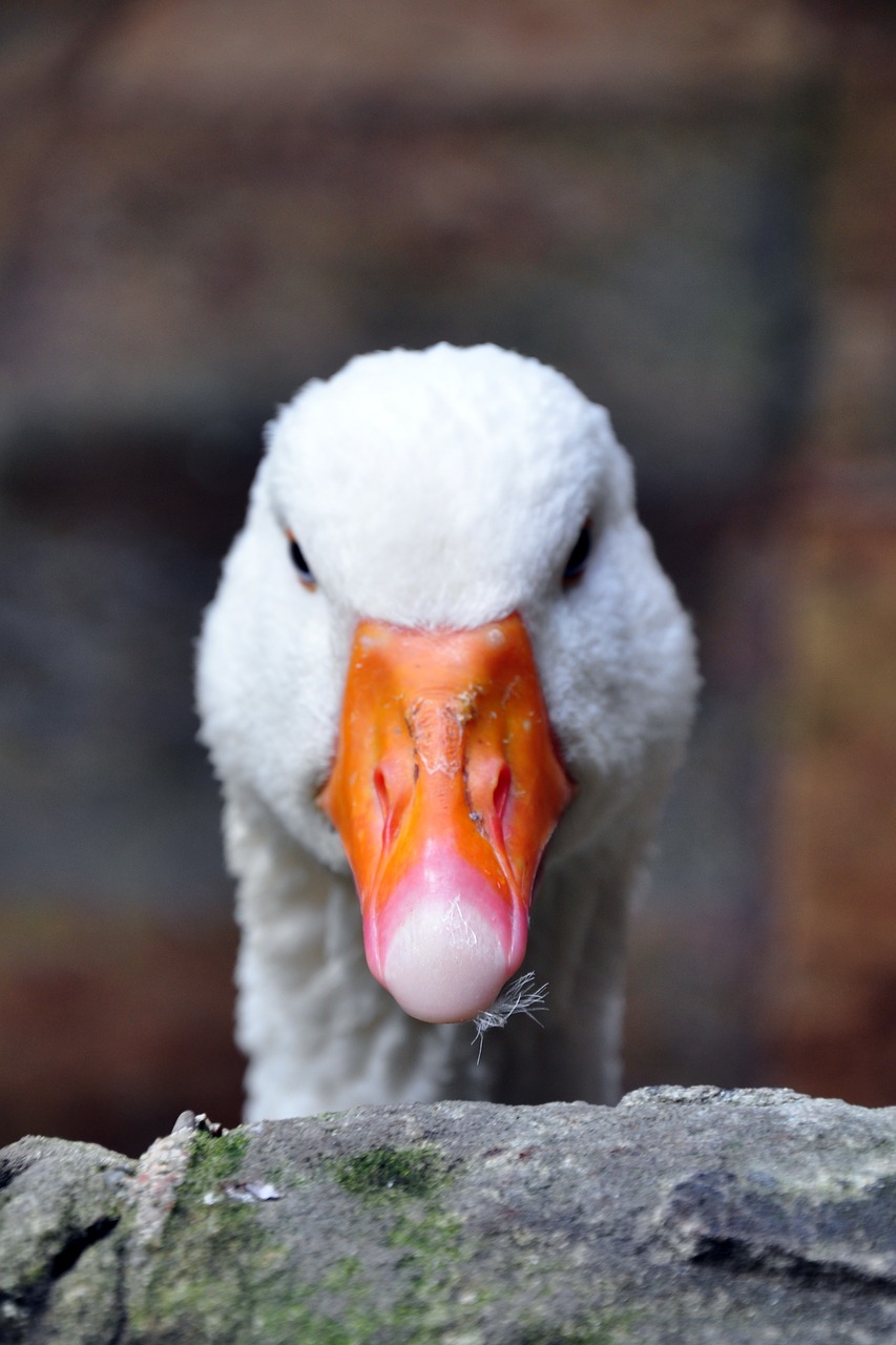 goose  barcelona  animal free photo