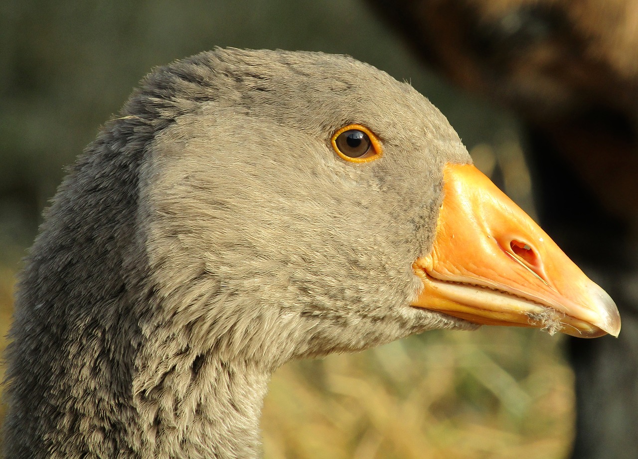 goose  bird  nature free photo