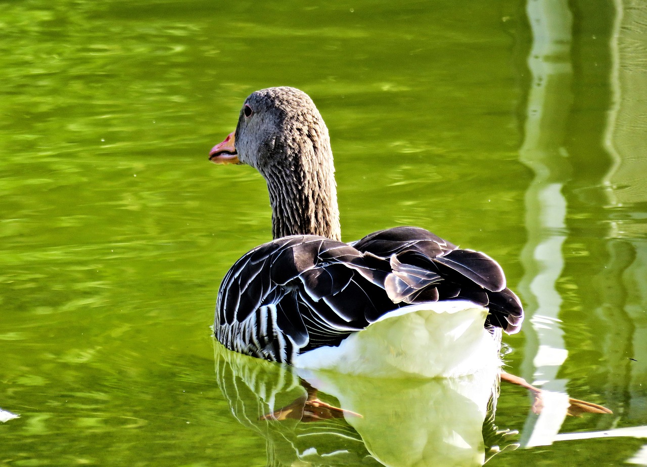 goose  greylag goose  bird free photo