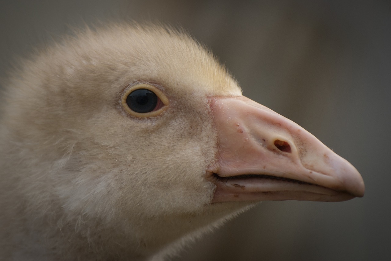 goose  bird  animal free photo