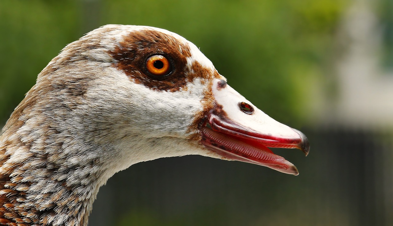 goose  nilgans  animal free photo