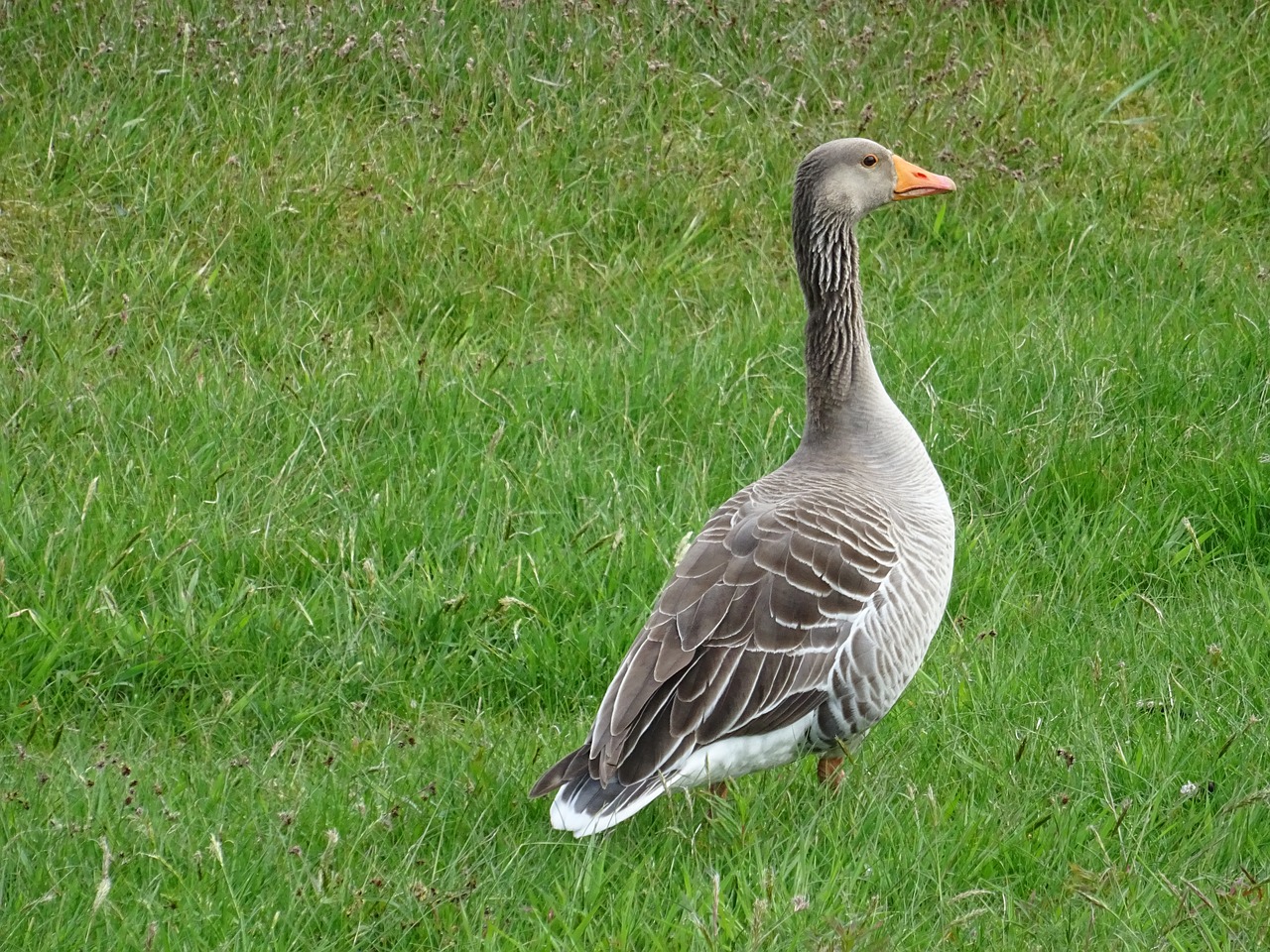 goose  geese  wildfowl free photo