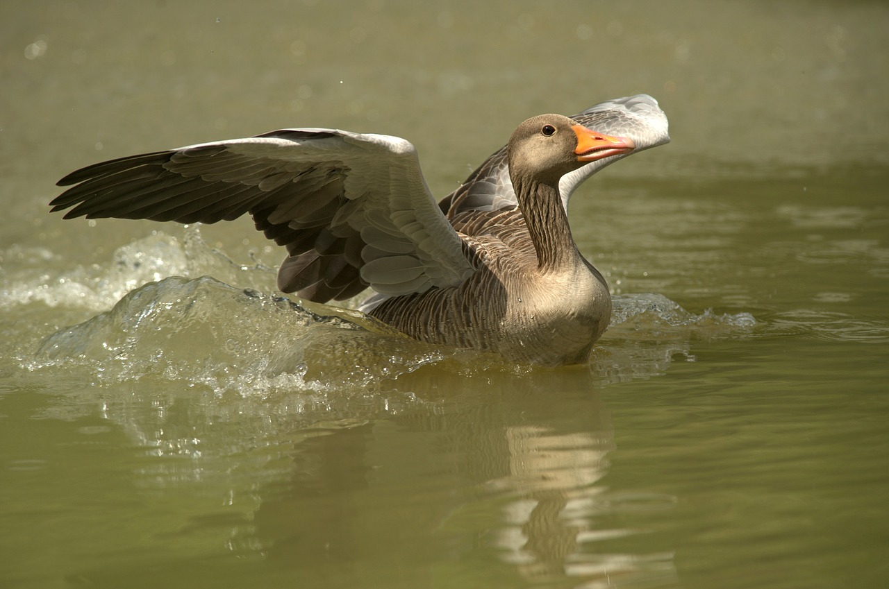 goose water bird migratory bird free photo