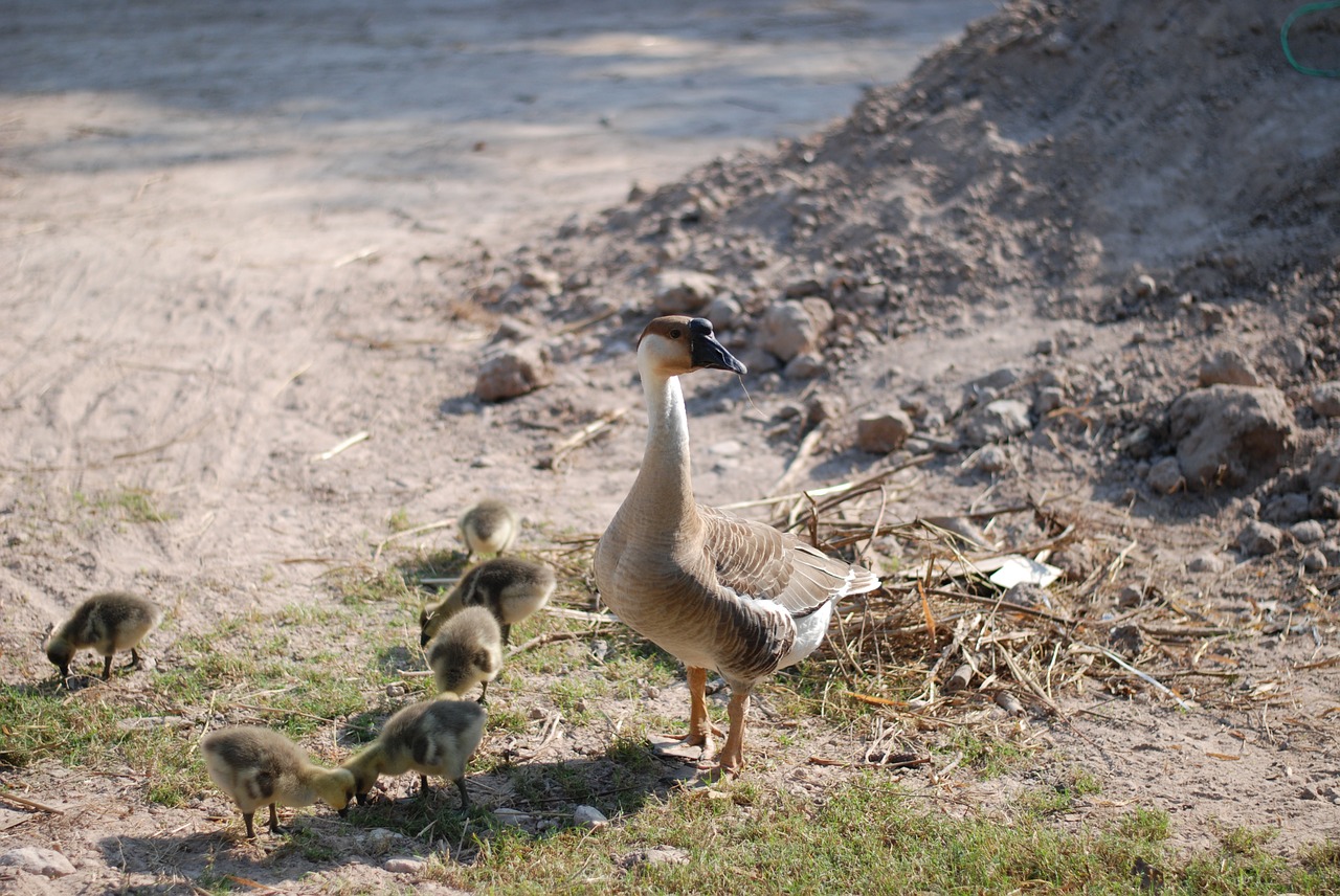 goose  chicken  chicks free photo