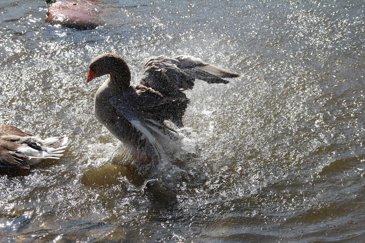 goose  water  bird free photo