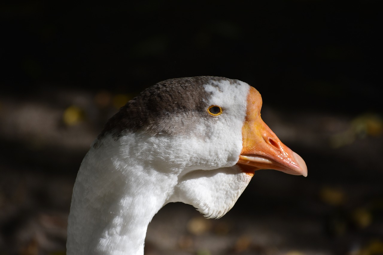 goose  portrait  bird free photo