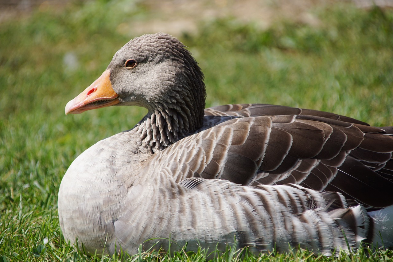 goose  duck  bird free photo