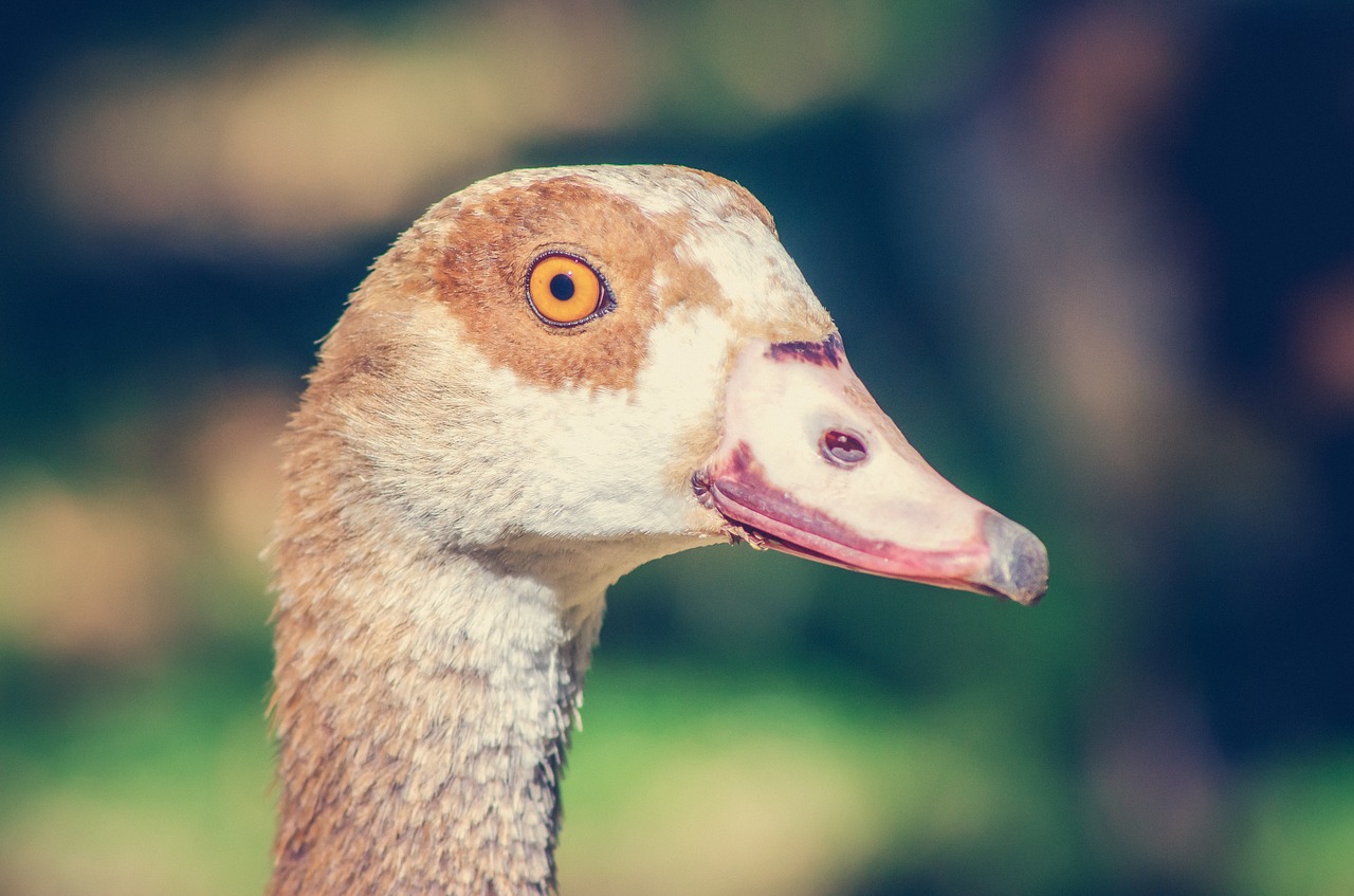 goose  portrait  feathers free photo