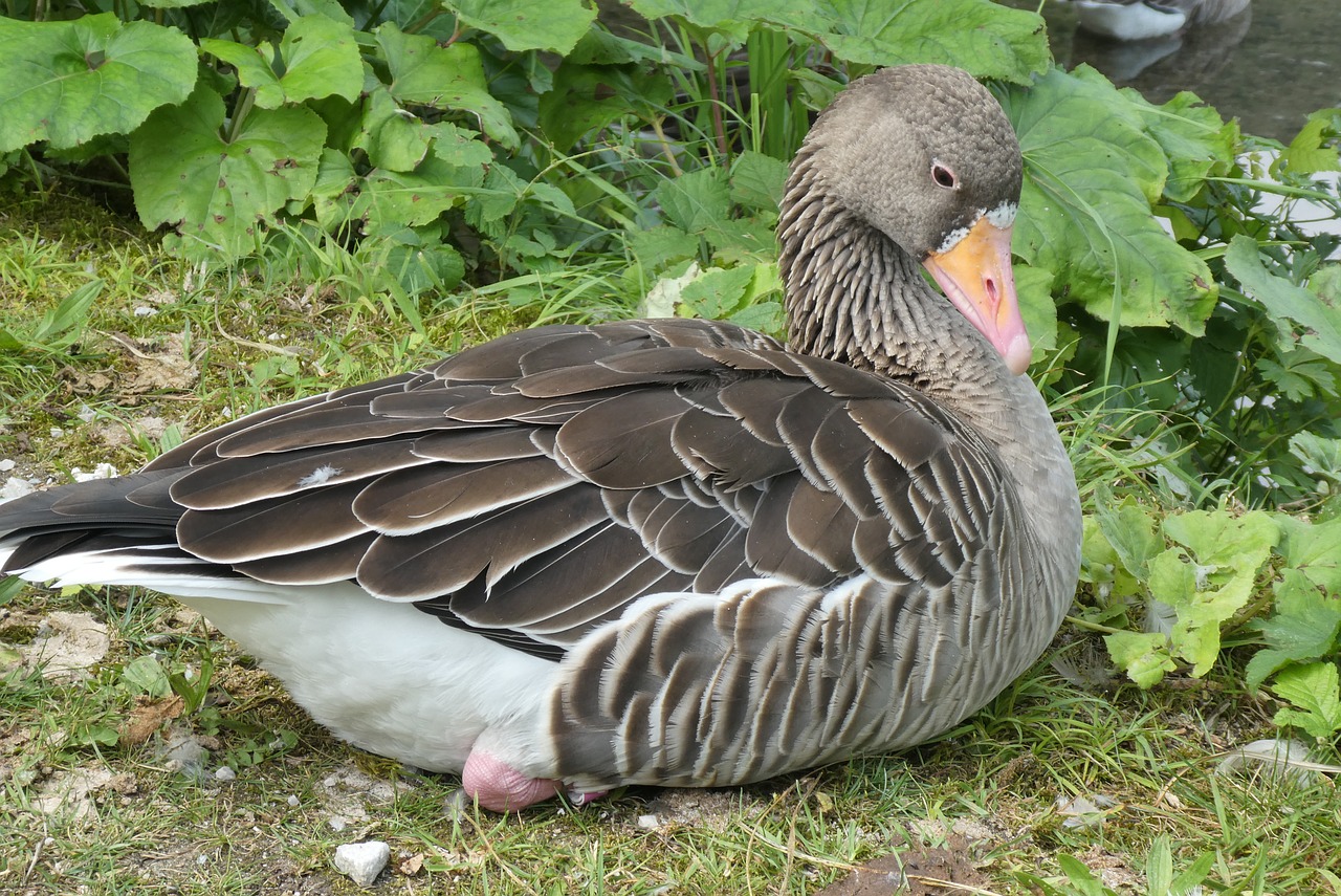 goose  wildlife park cumberland  austria free photo