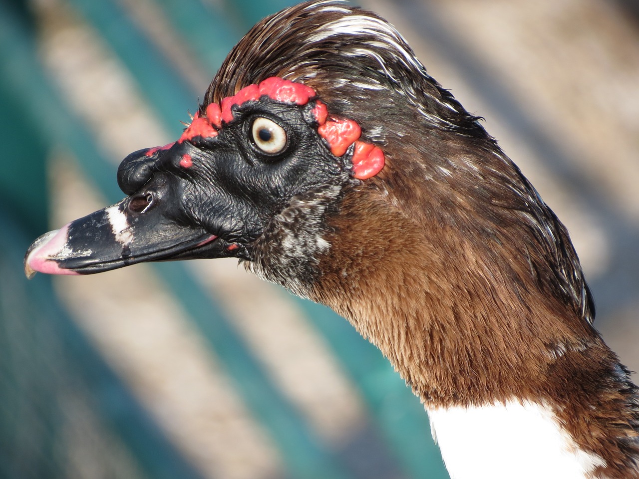 goose  bird  park free photo