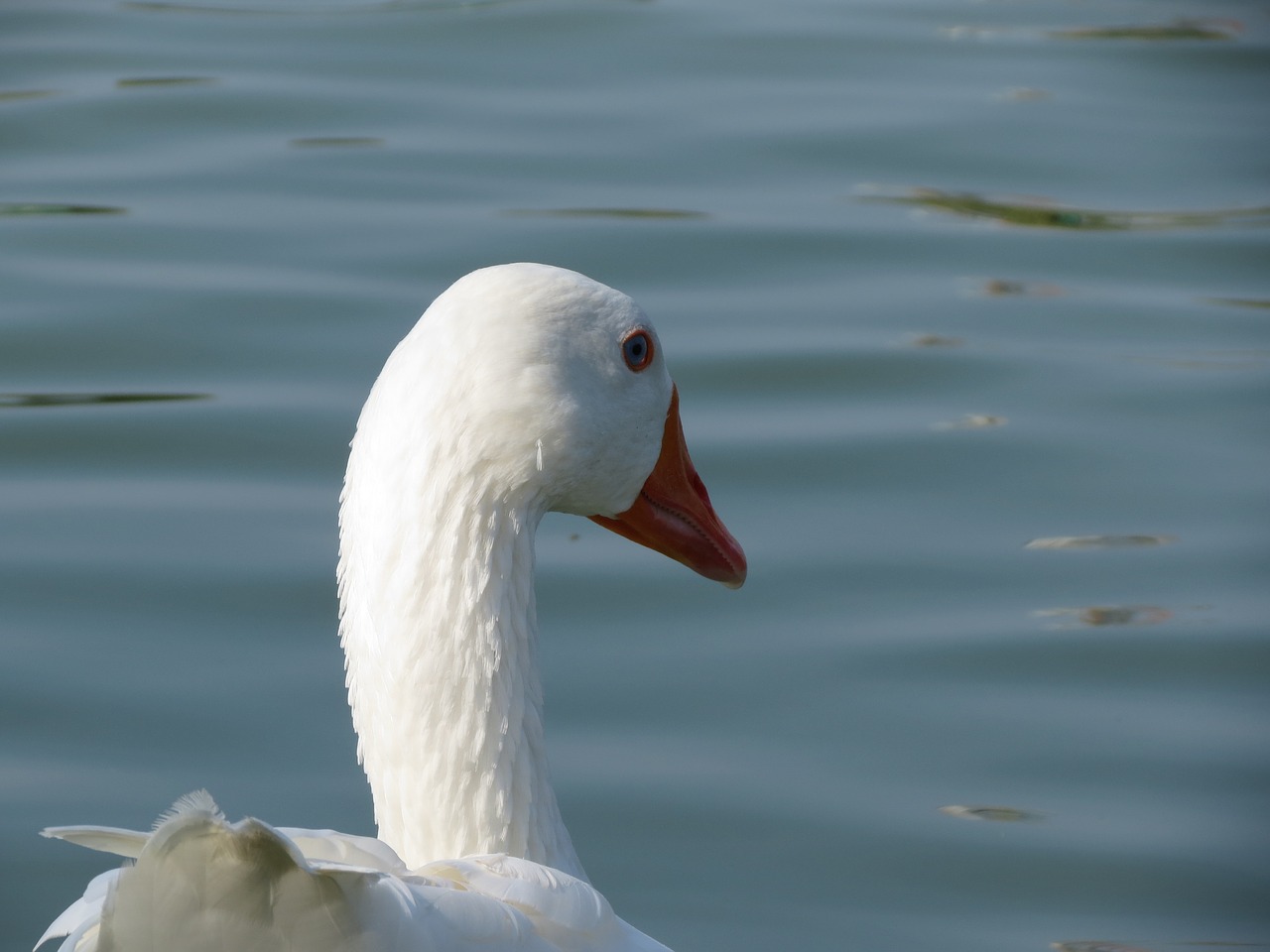 goose  white  bird free photo