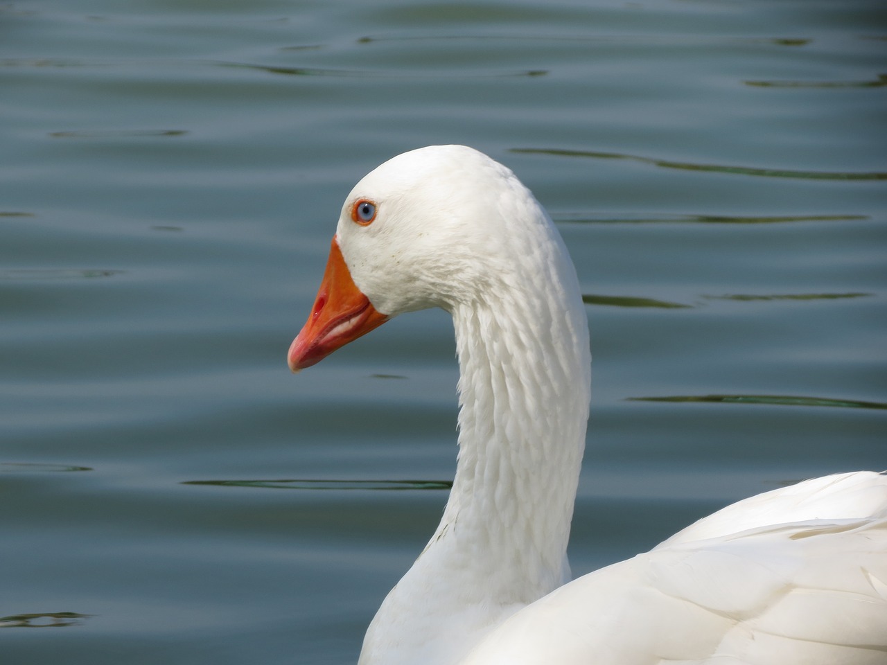 goose  white  water free photo