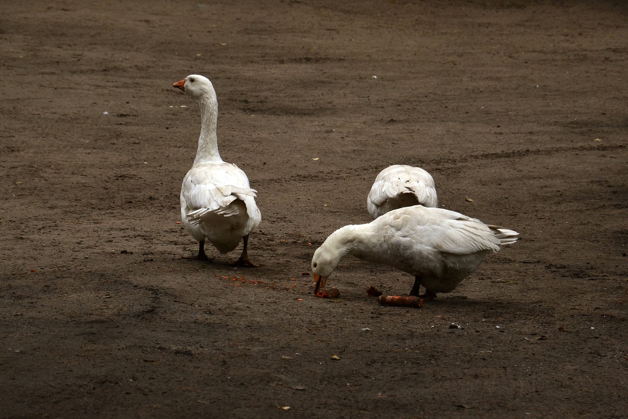 goose  geese  bird free photo