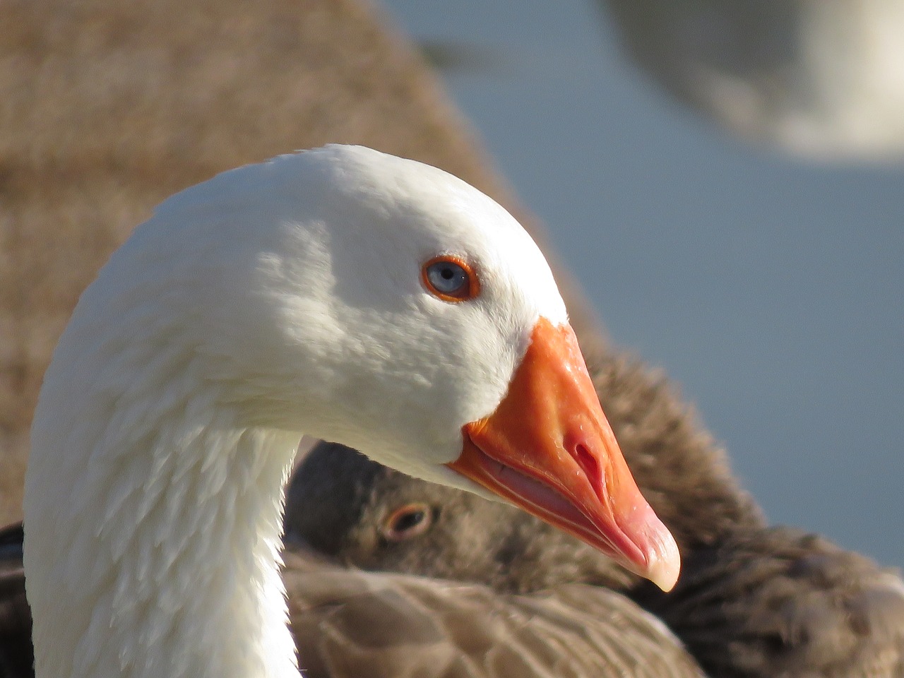 goose  water  bird free photo