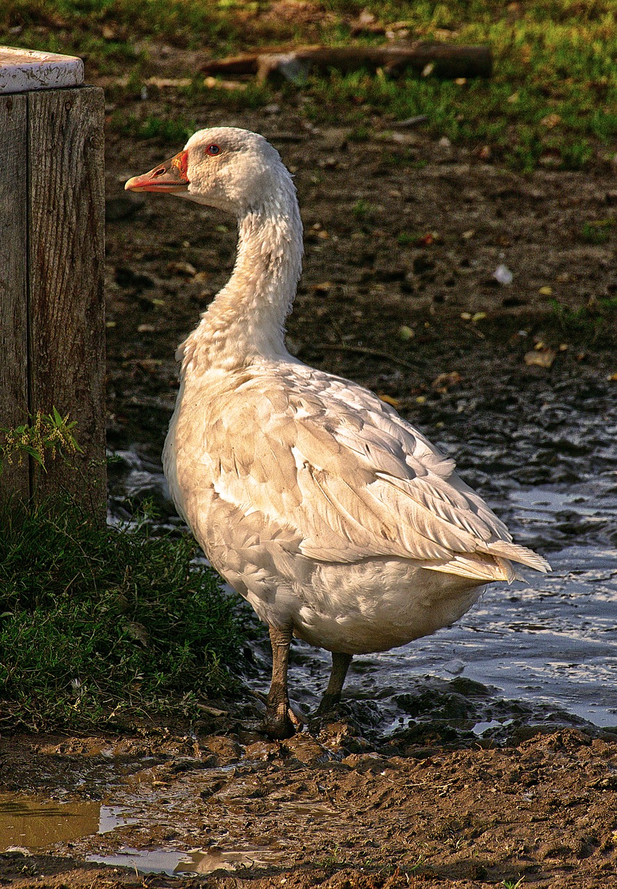 goose  poultry  farm free photo