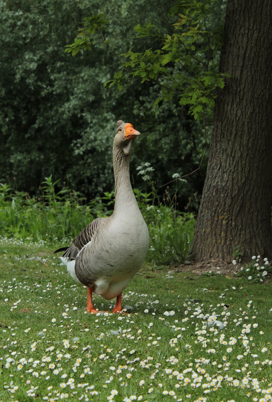 goose  bird  waterfowl free photo