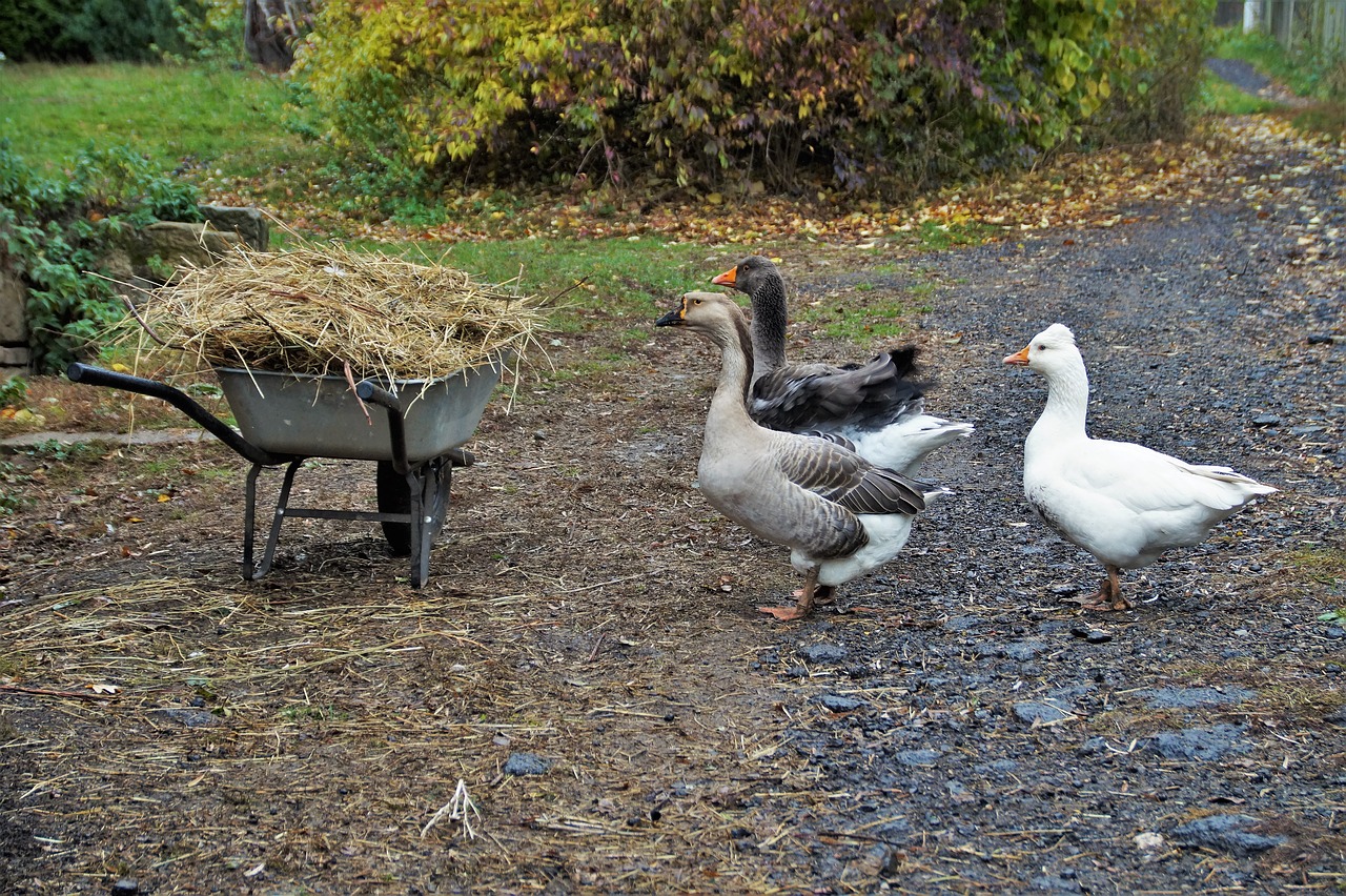goose  home  poultry free photo