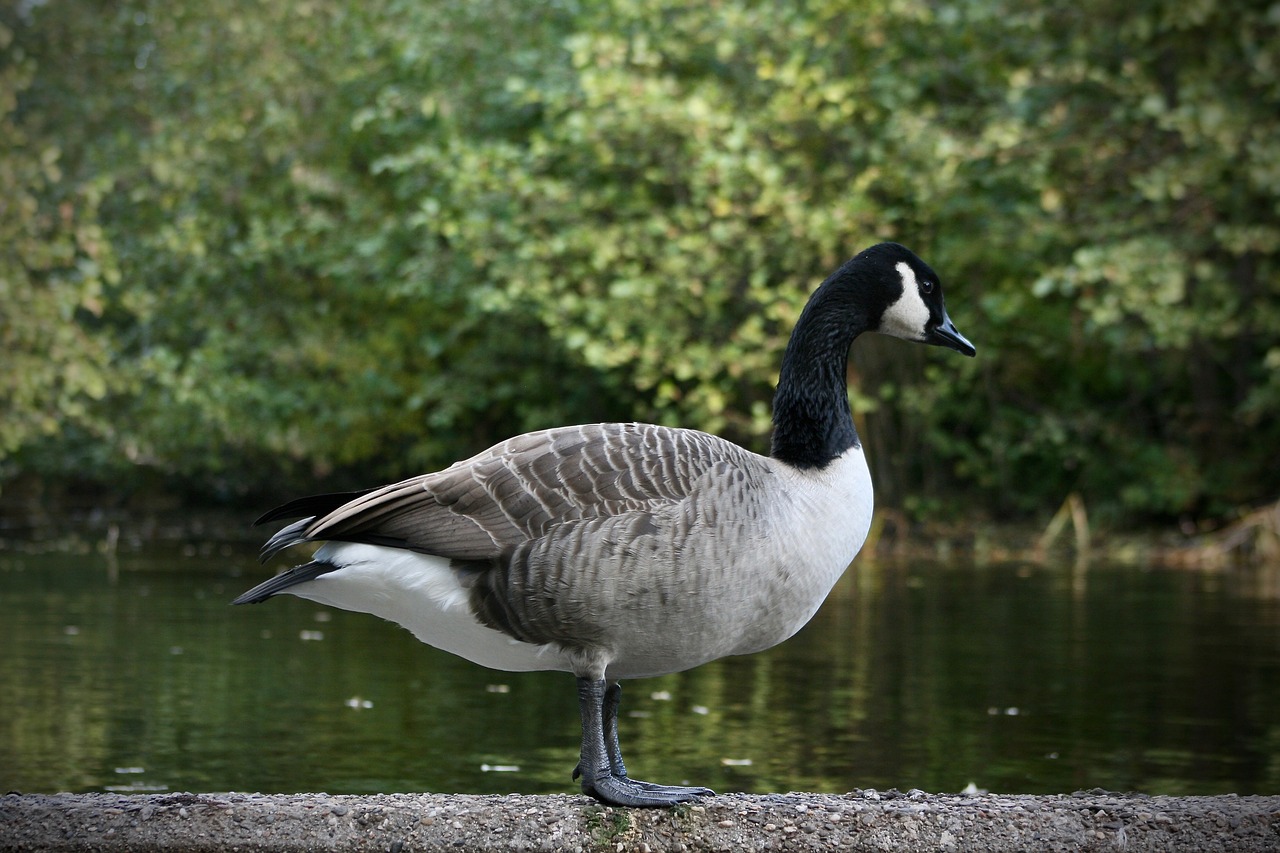 goose  canada goose  water bird free photo