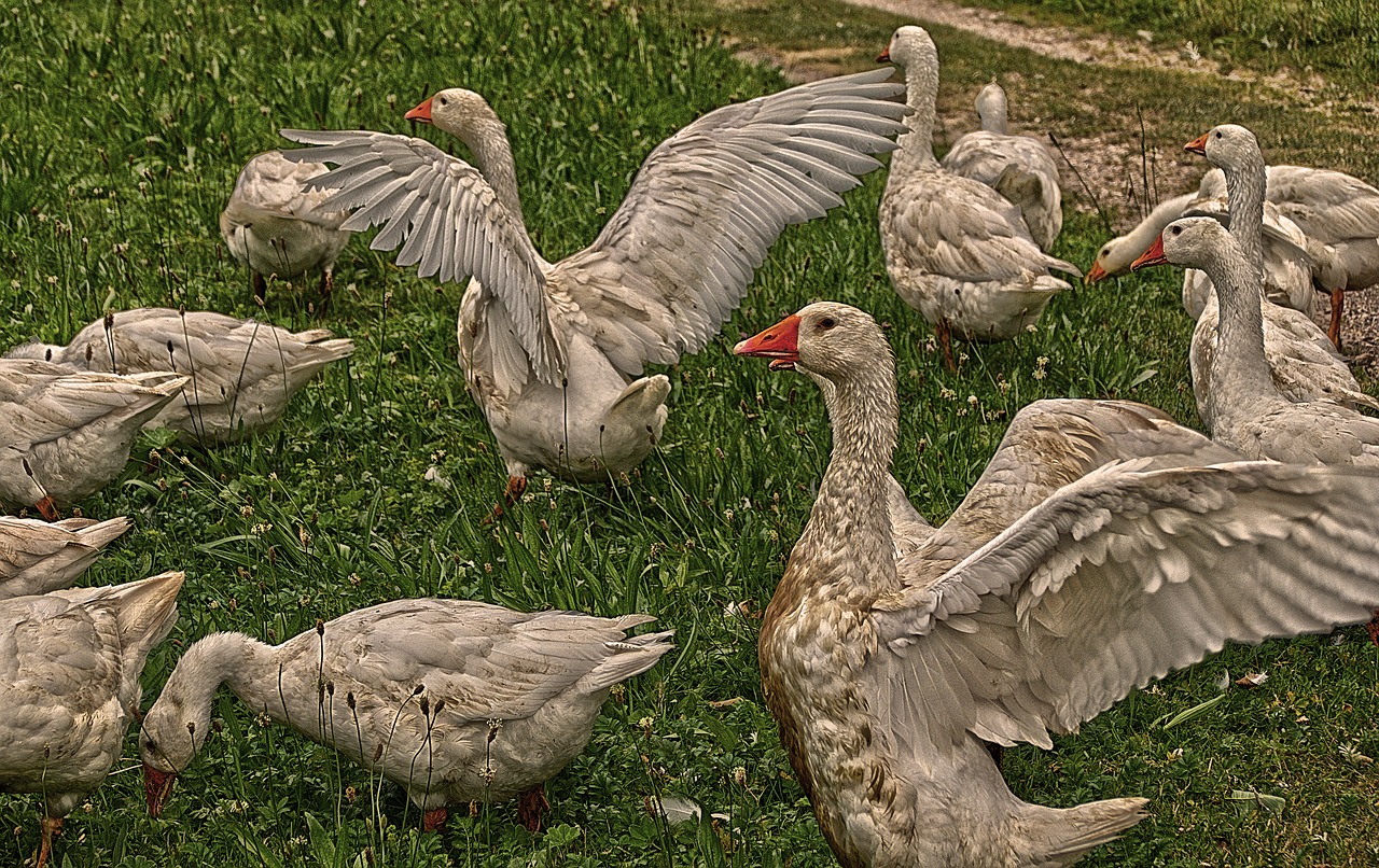 goose  poultry  geese free photo