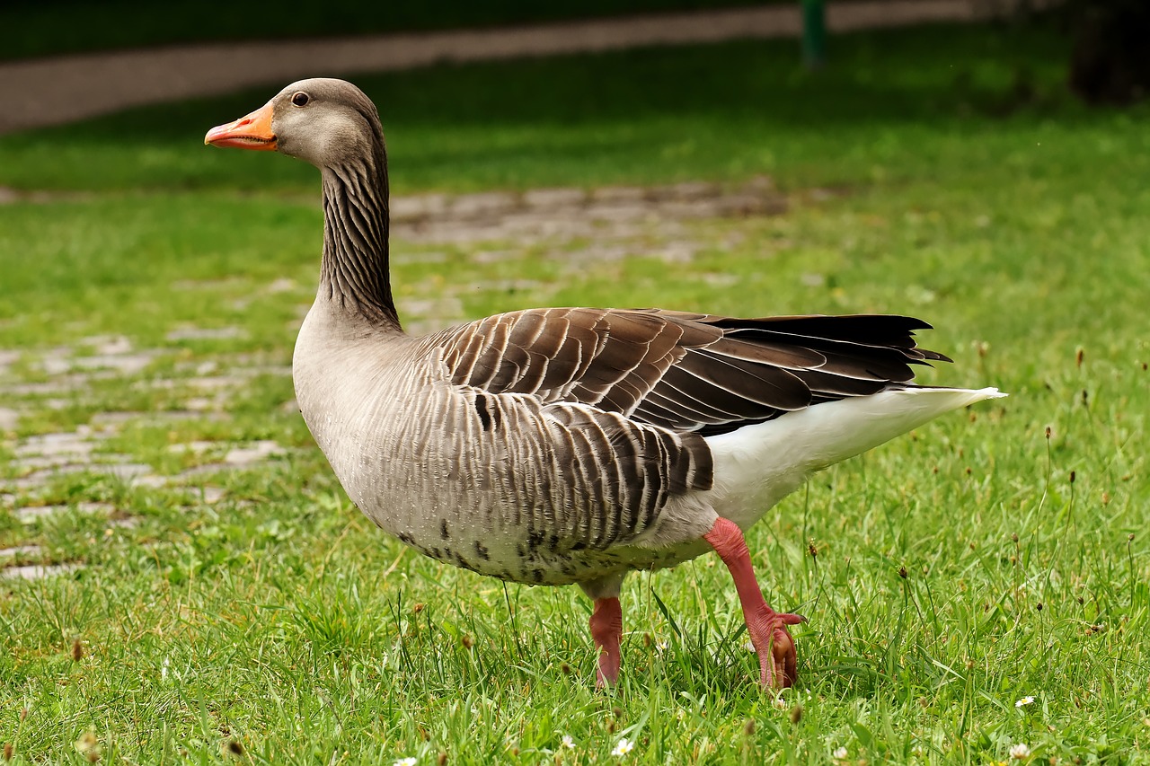 goose  wild goose  water bird free photo