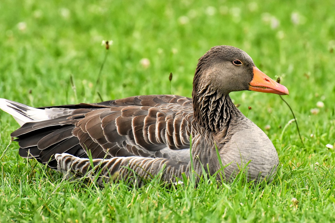 goose  wild goose  water bird free photo