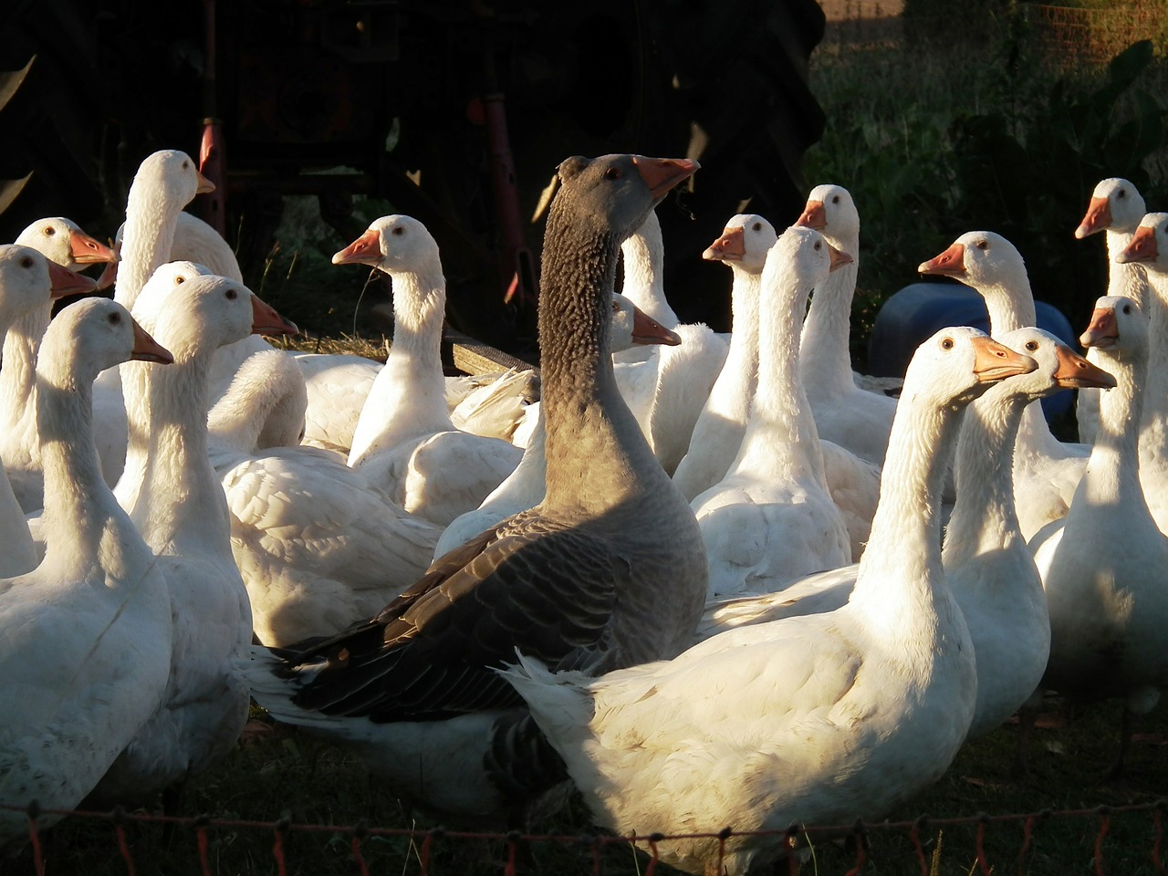 goose geese poultry free photo