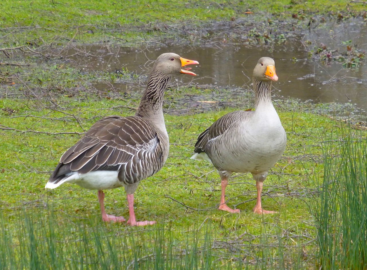 goose  geese  chat free photo
