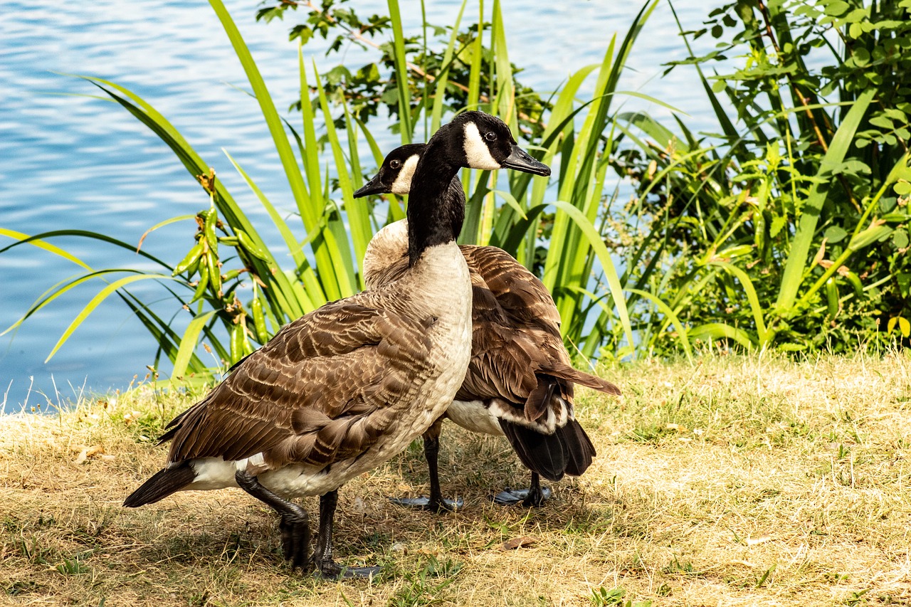 goose  bird  geese free photo