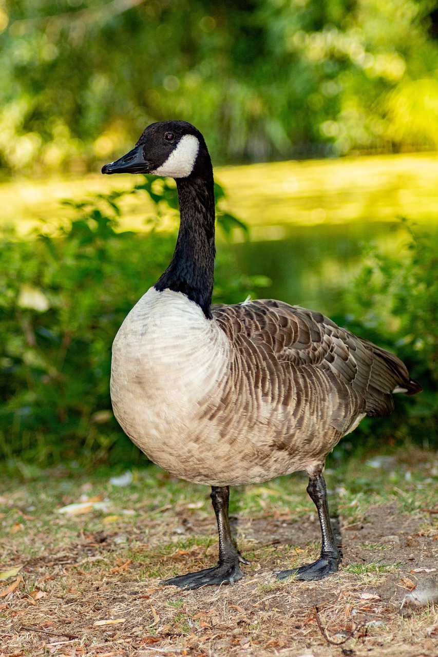 goose  black  bird free photo