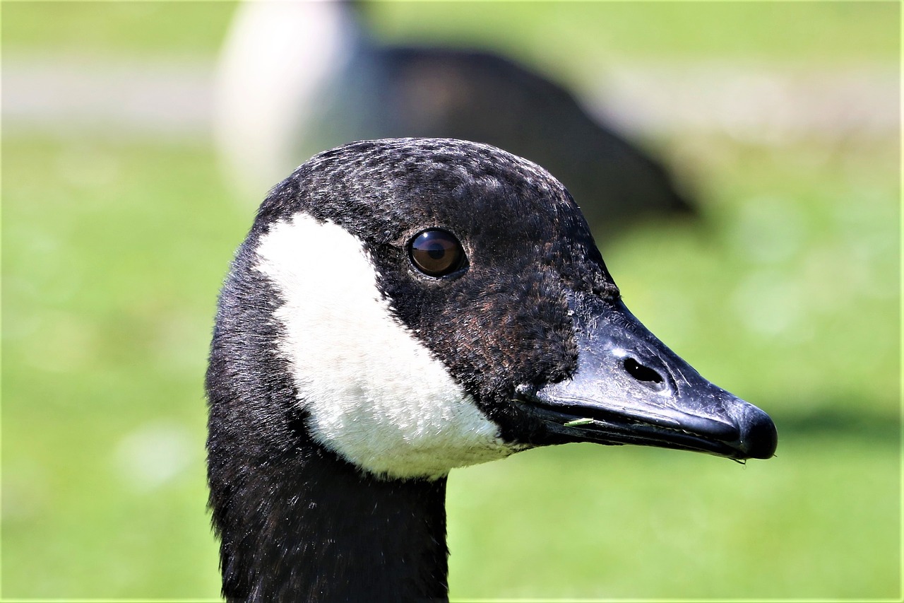 goose  animal  head free photo