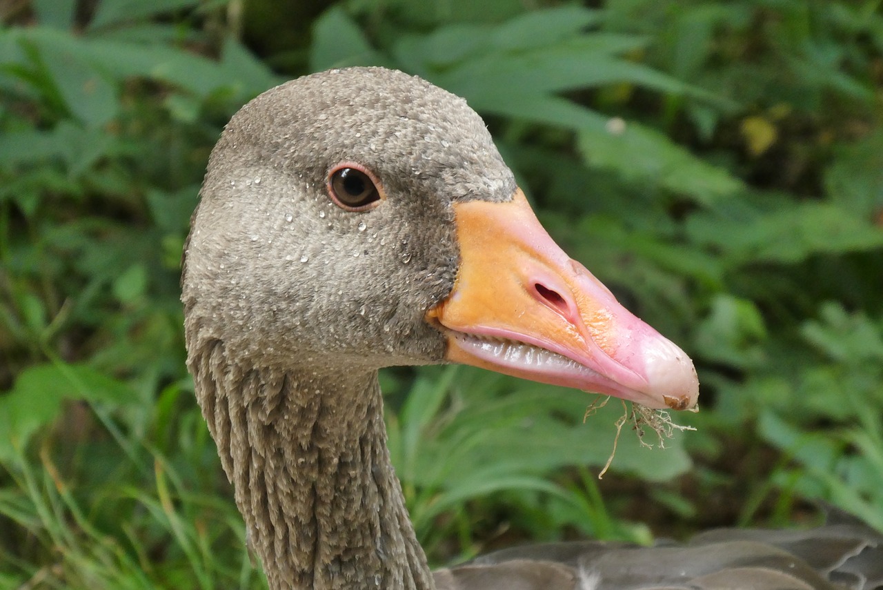 goose  beak  food free photo