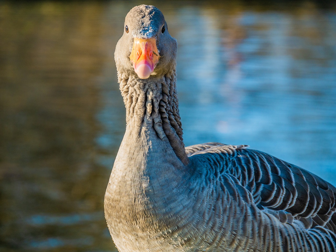 goose  greylag goose  water bird free photo