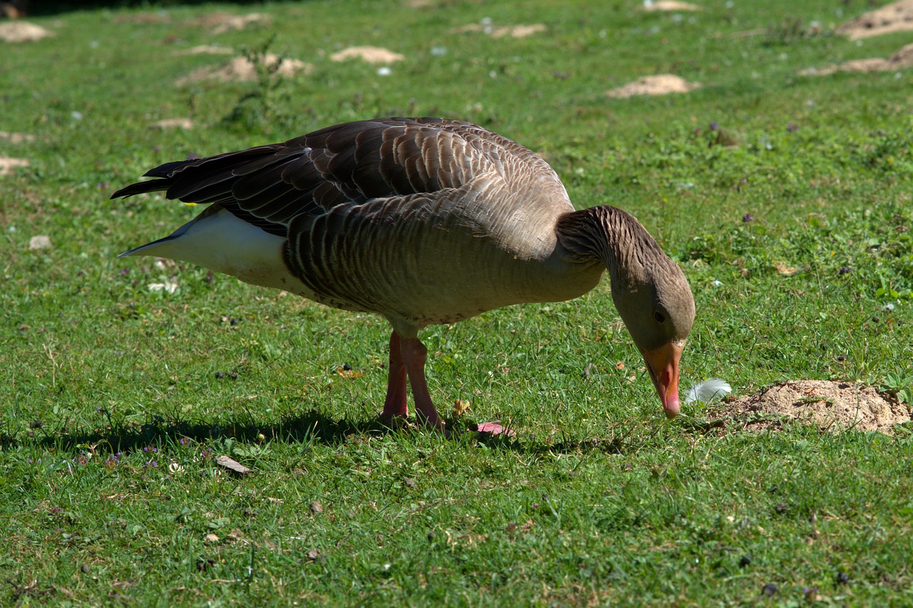 goose  wild goose  bird free photo