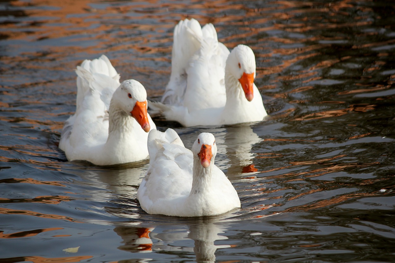 goose  pond  bird free photo