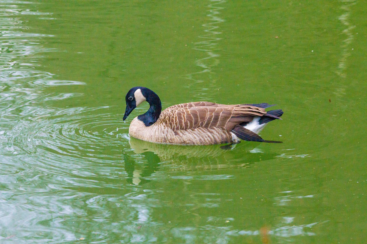 goose duck bird water bird free photo