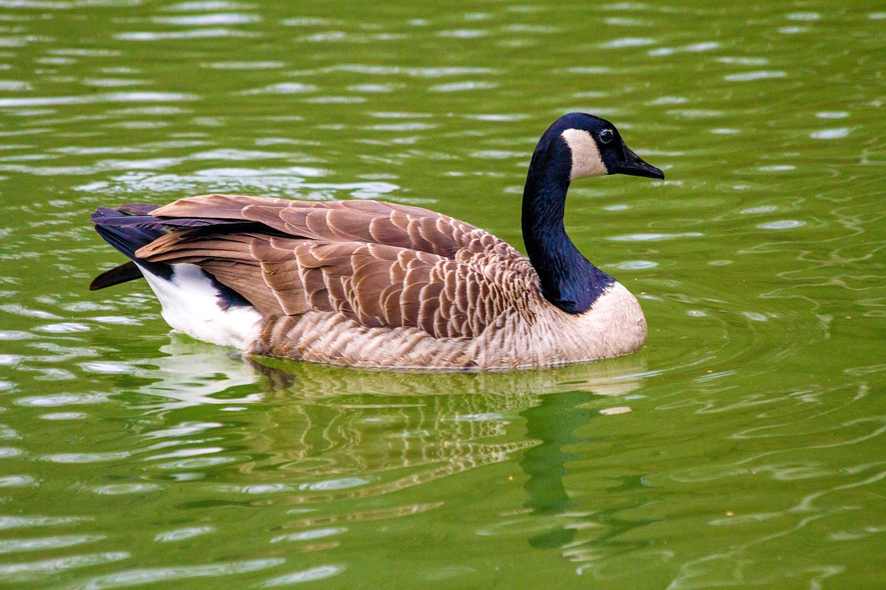 goose duck bird lake free photo